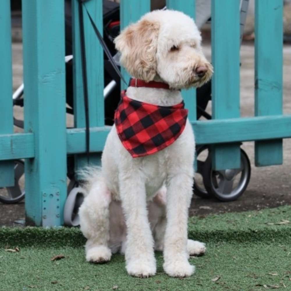 Bandana Cuadrillé - Imagen 3