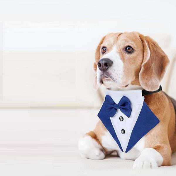 Collar Esmoquin - Imagen 3
